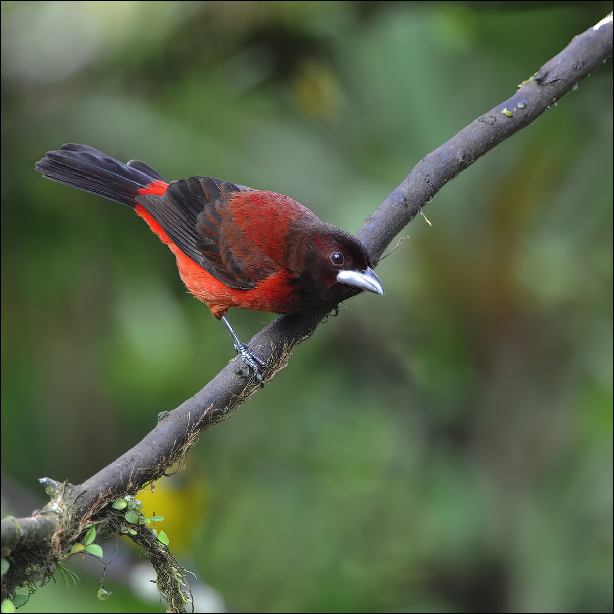 Crimson-backed Tanager (Roodbuik-tangare)