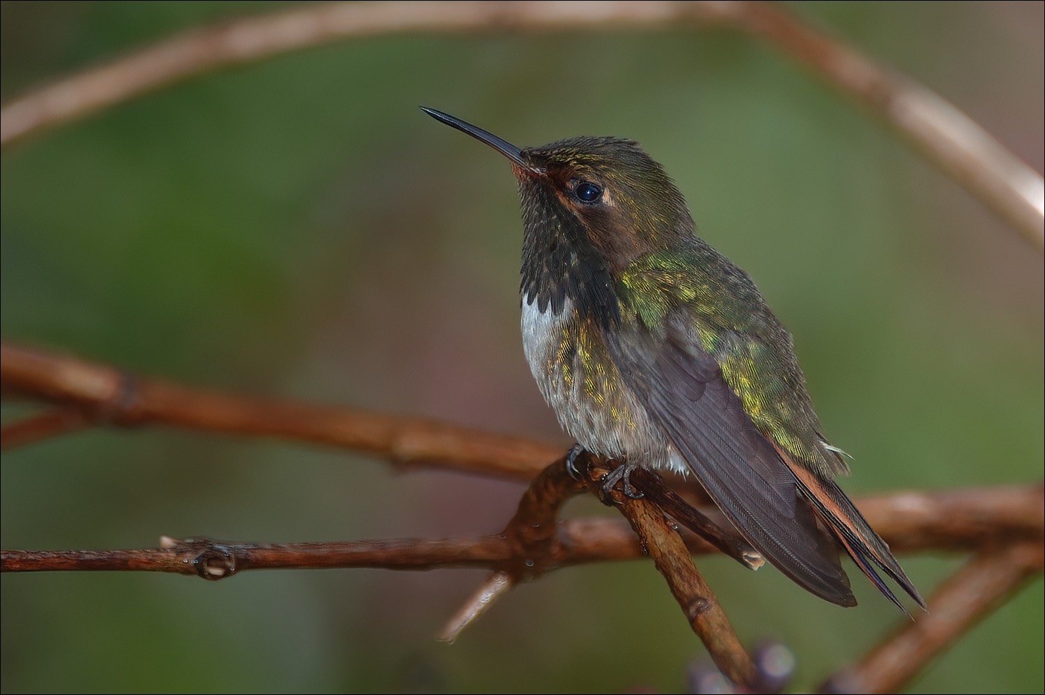 Volcano Hummingbird (Vulkaankolibri)