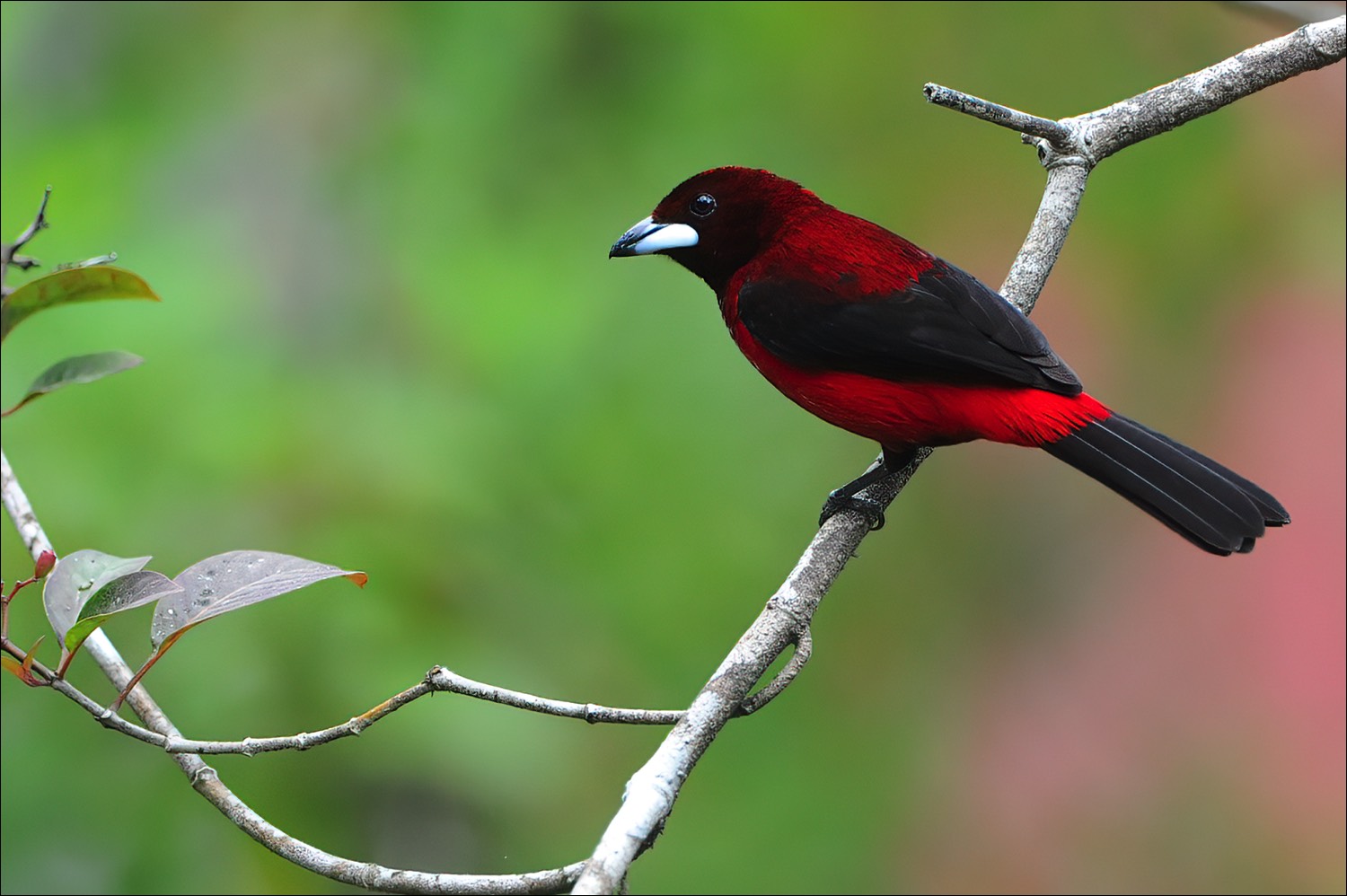 Crimson-backed Tanager (Roodbuik-tangare)