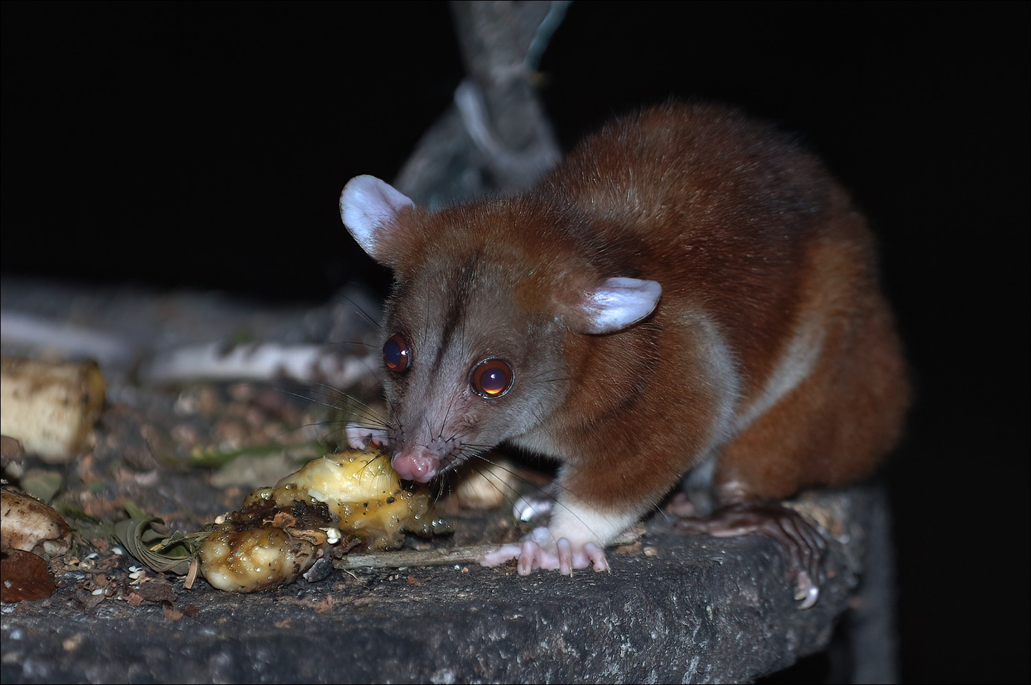 Central-American Woolly-Opossum (Derby-wolhaaropossom)