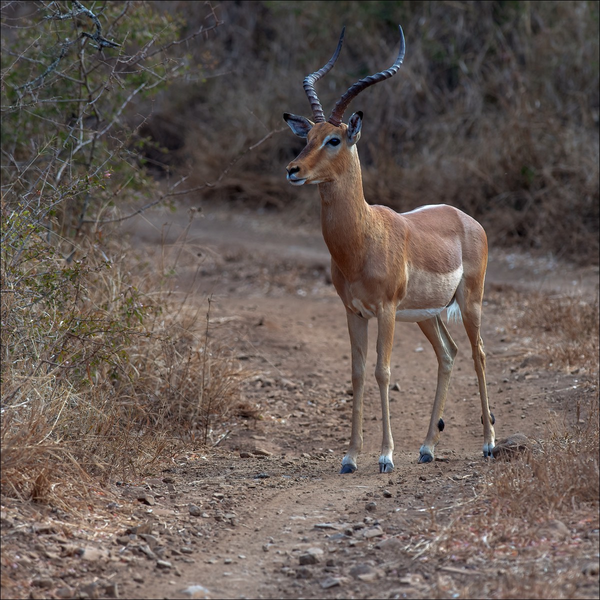 Impala (Impala)