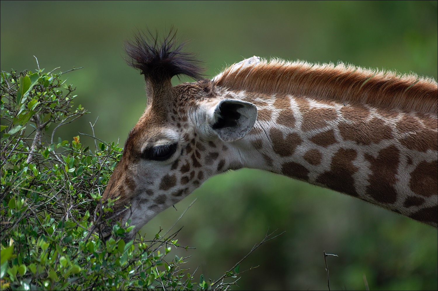 Girafe (Giraf)