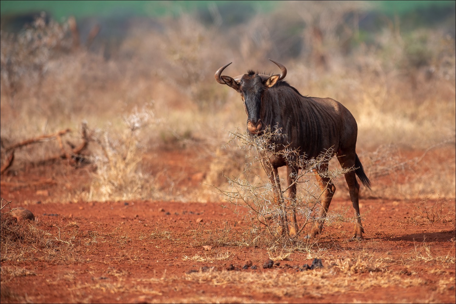 Wildebeest (Gnoe)