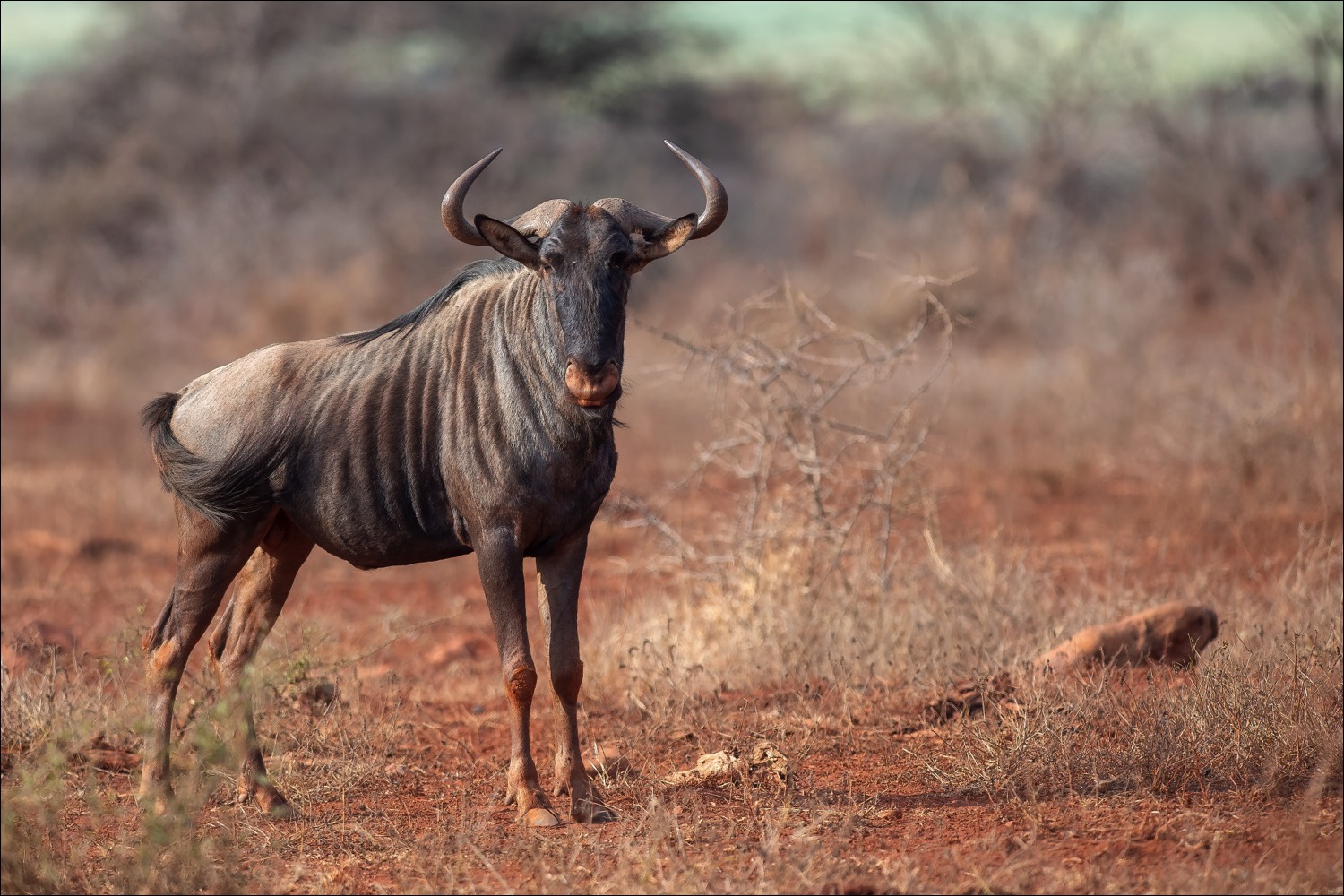 Wildebeest (Gnoe)