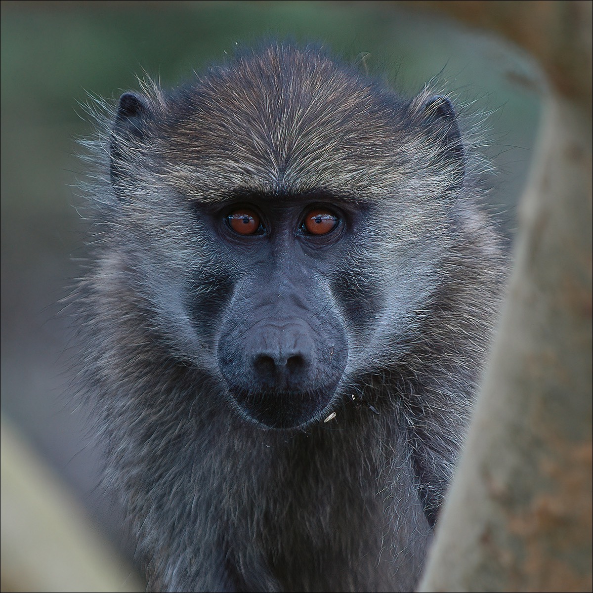 Olive Baboon (Baviaan)