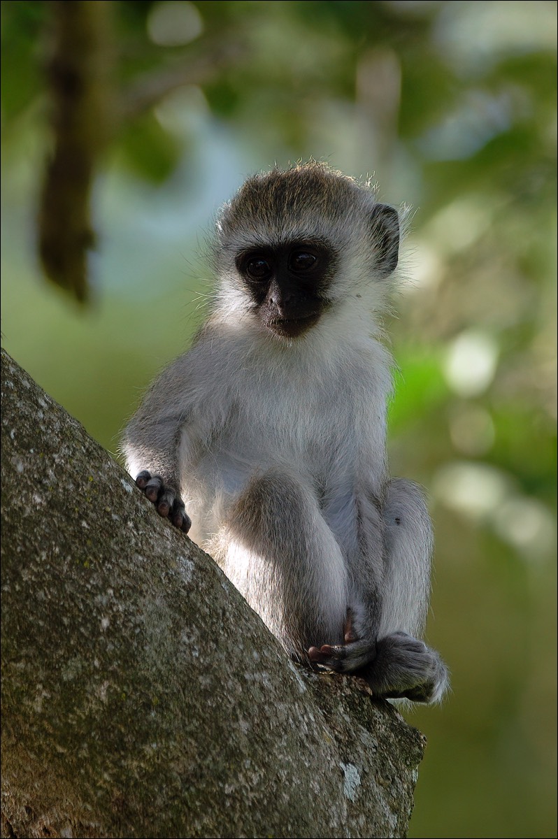 Vervet Monkey (Groene Meerkat)