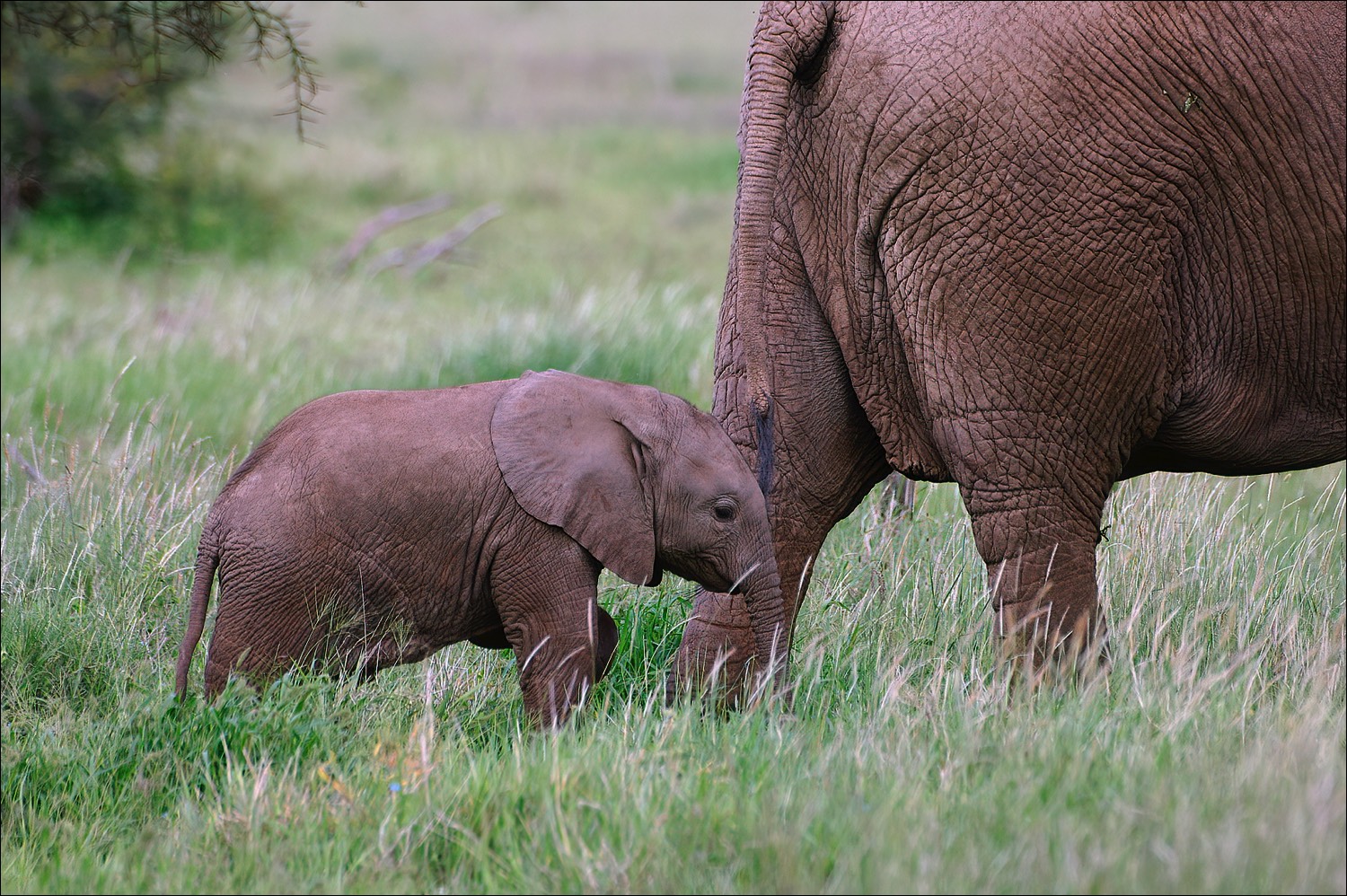 Elephant (Olifant)