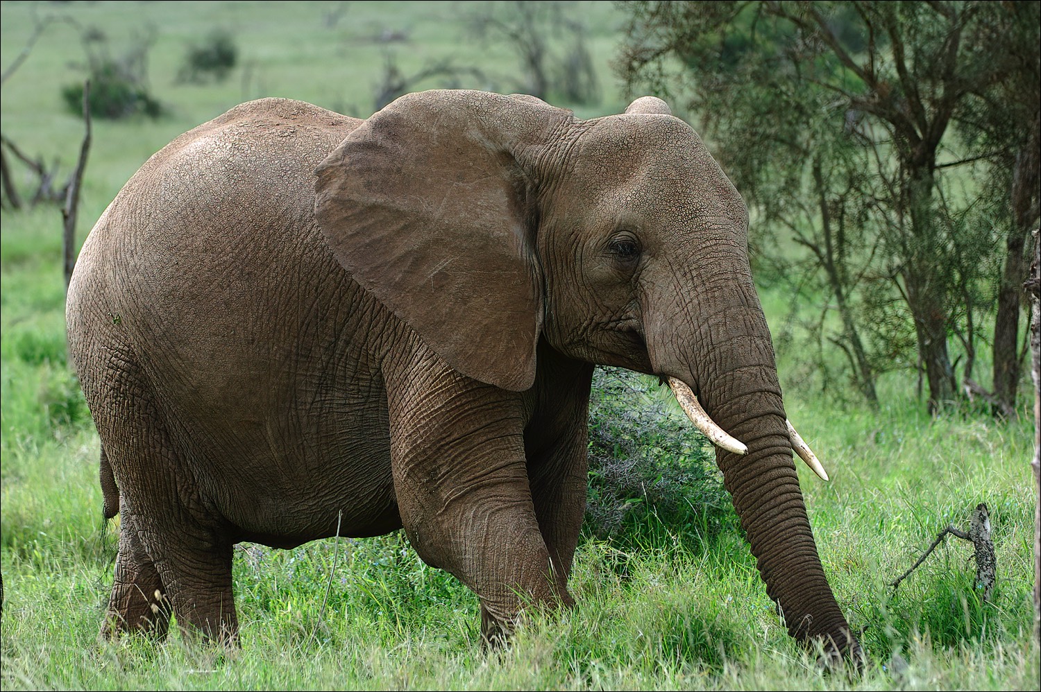 Elephant (Olifant)