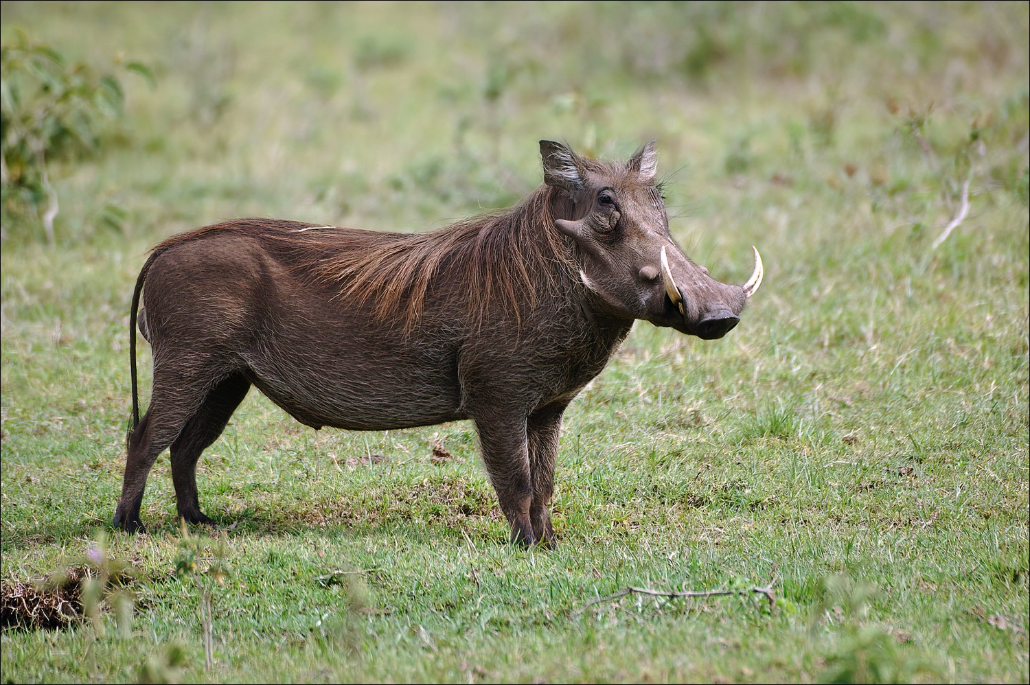 Warthog (Wrattenzwijn)