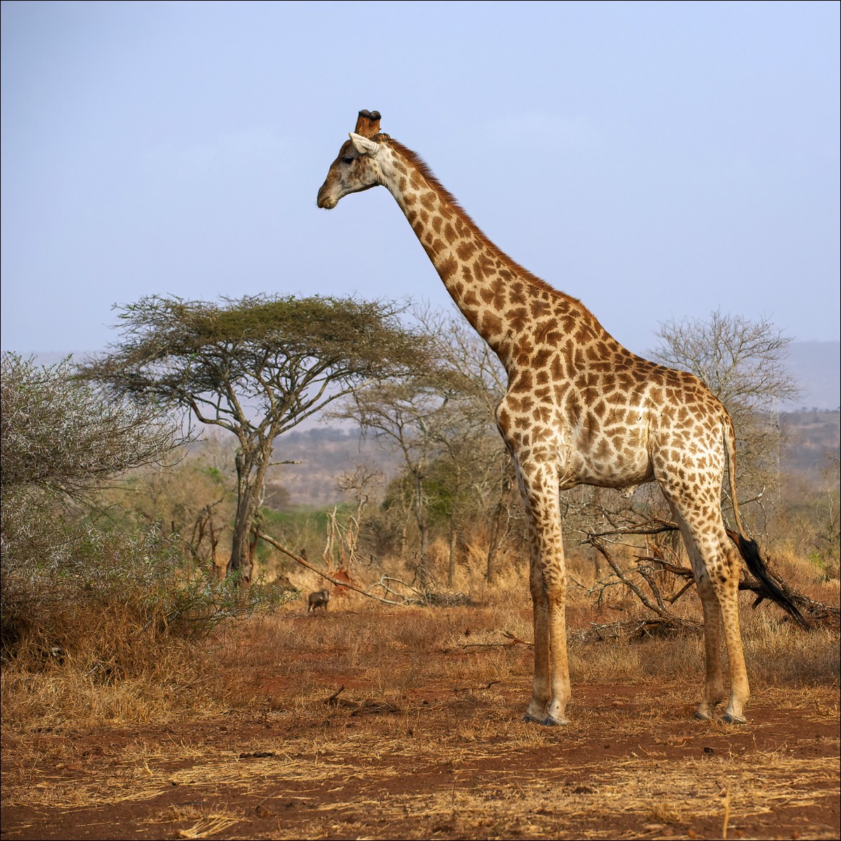 Girafe (Giraf)