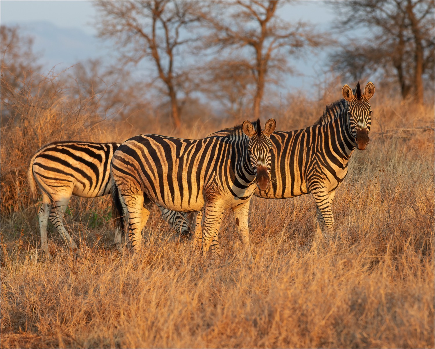 Zebra (Zebra)