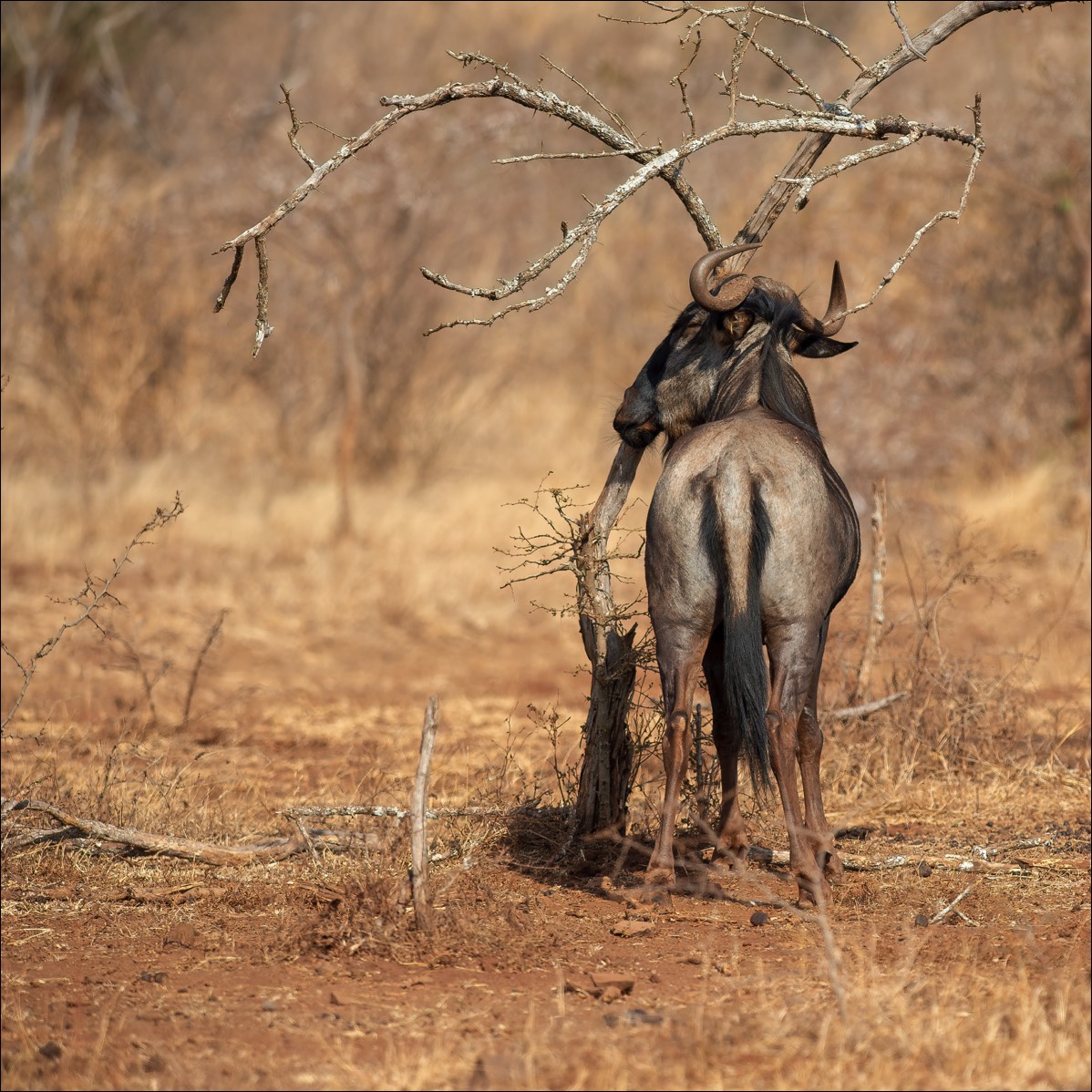 Wildebeest (Gnoe)