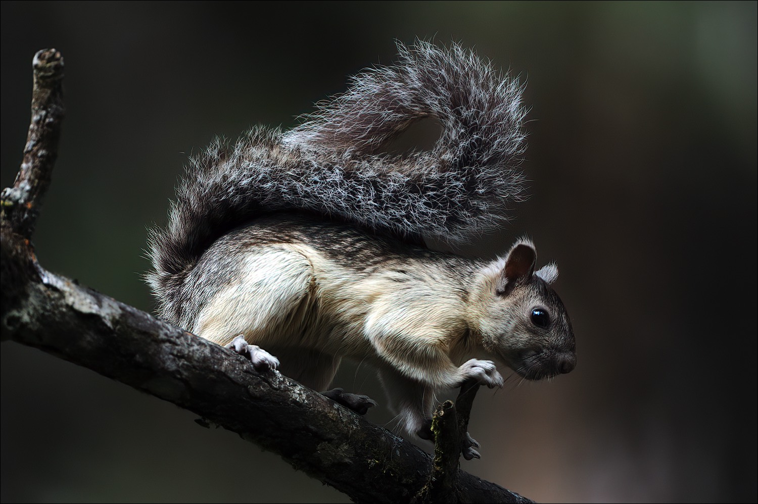 Variegated Squirrel (Grote Gevlekte Boomeekhoorn)