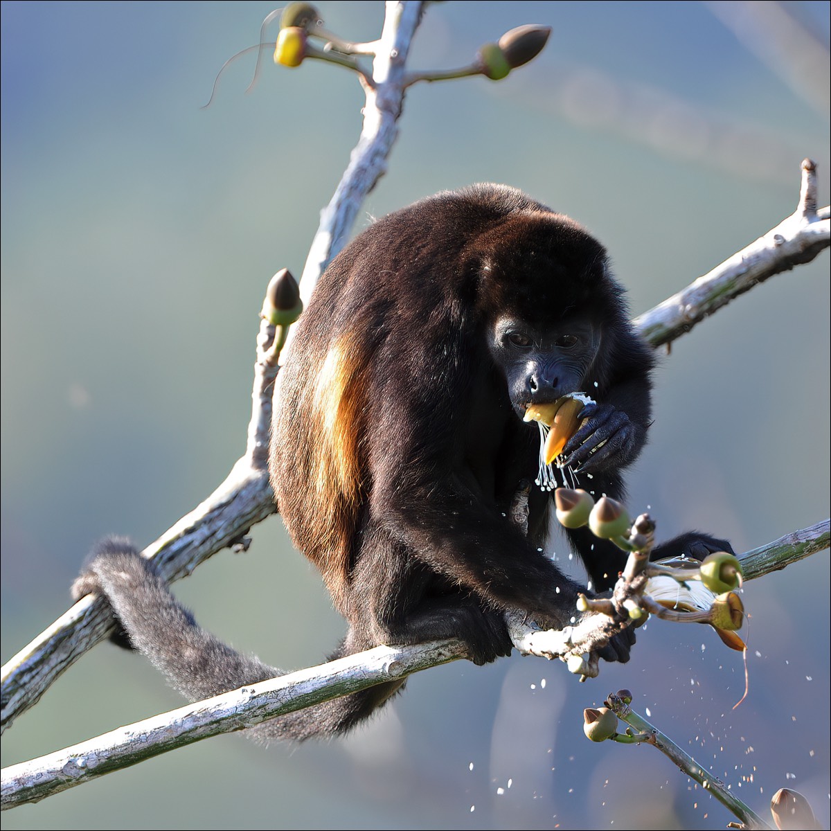 Mantled Howler (Mantelbrulaap)