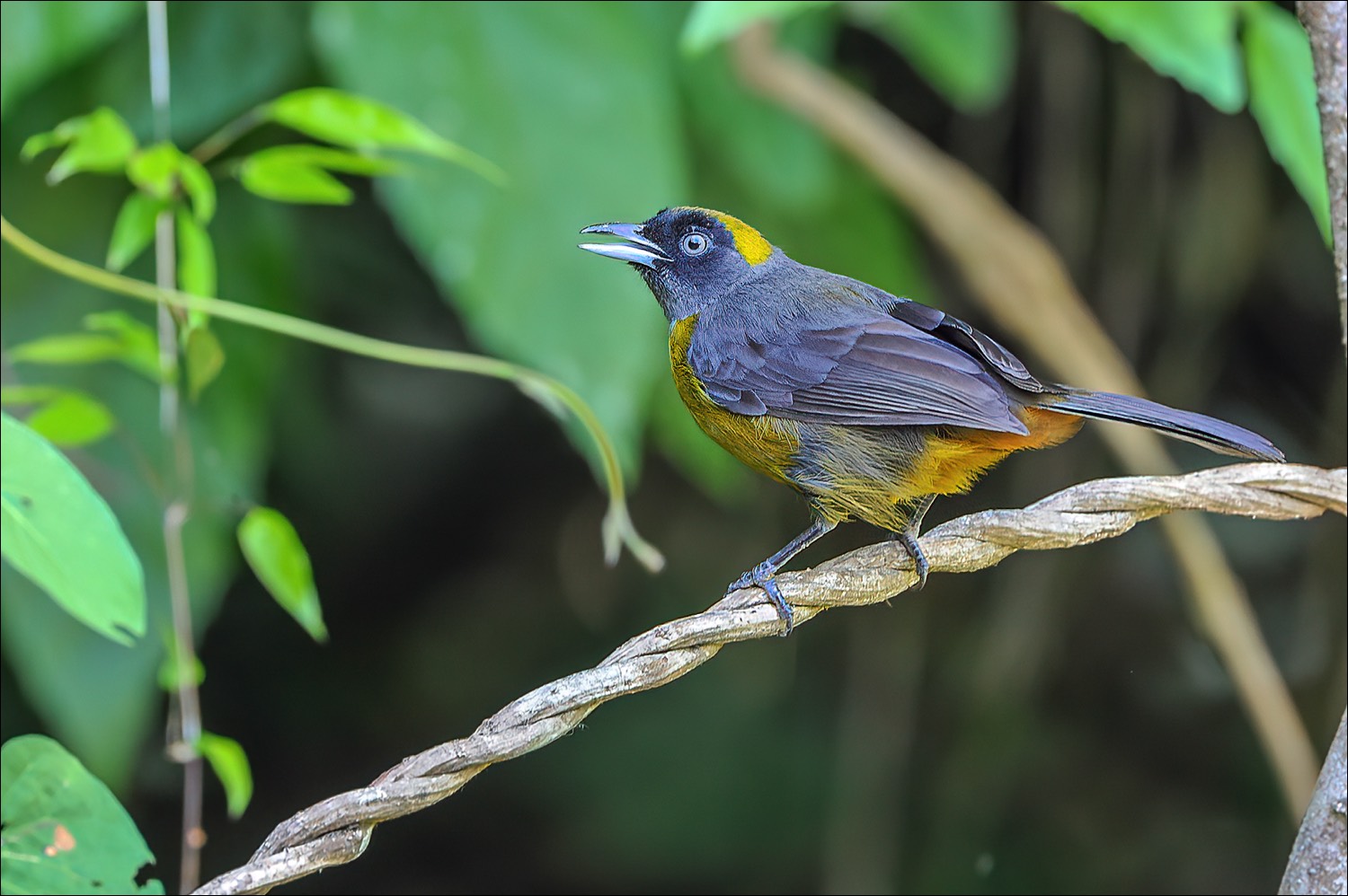 Dusky-faced Tanager (Roetmasker-tangare)