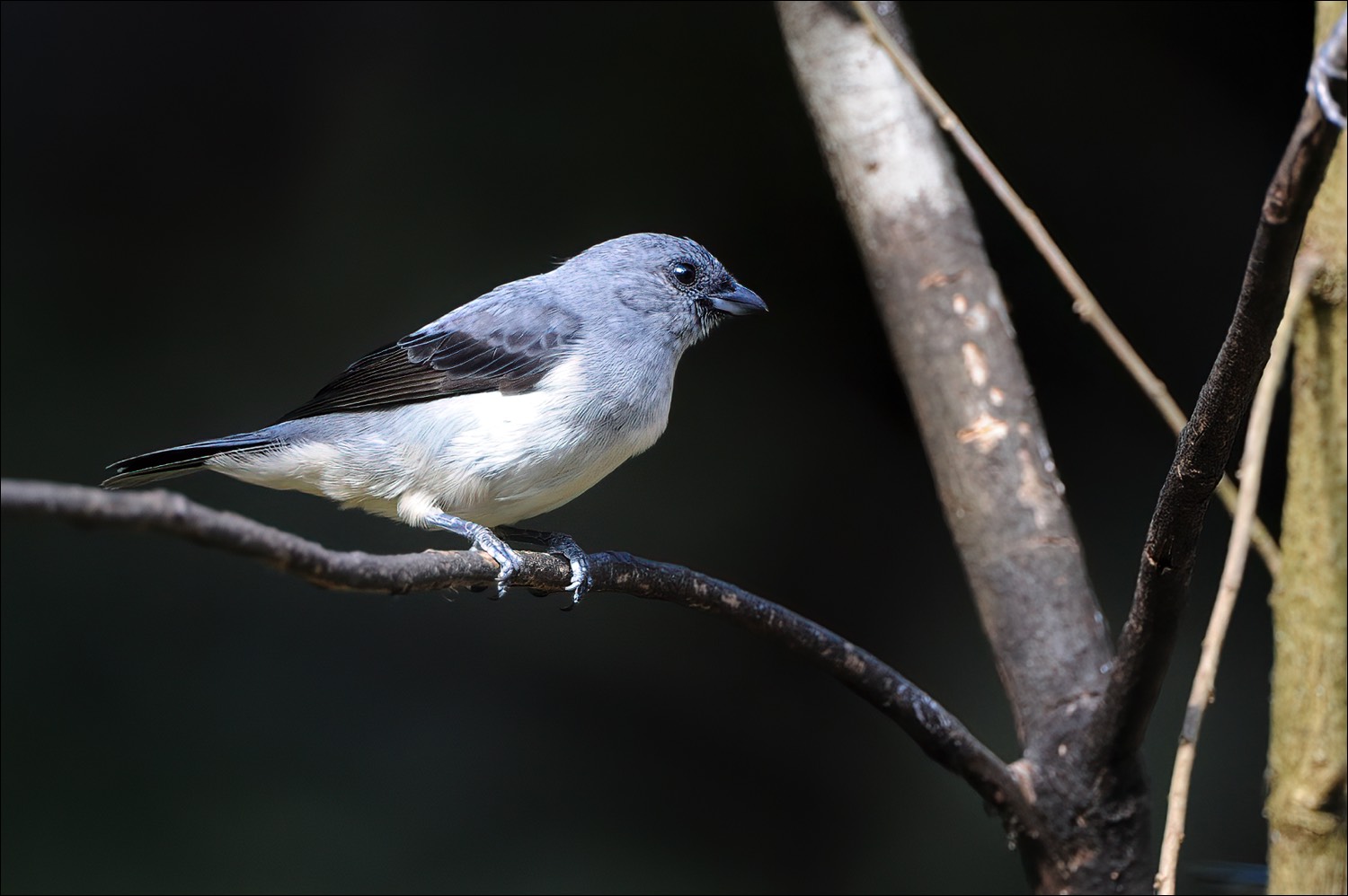 Plain-colored Tanager (Grijze Tangare)