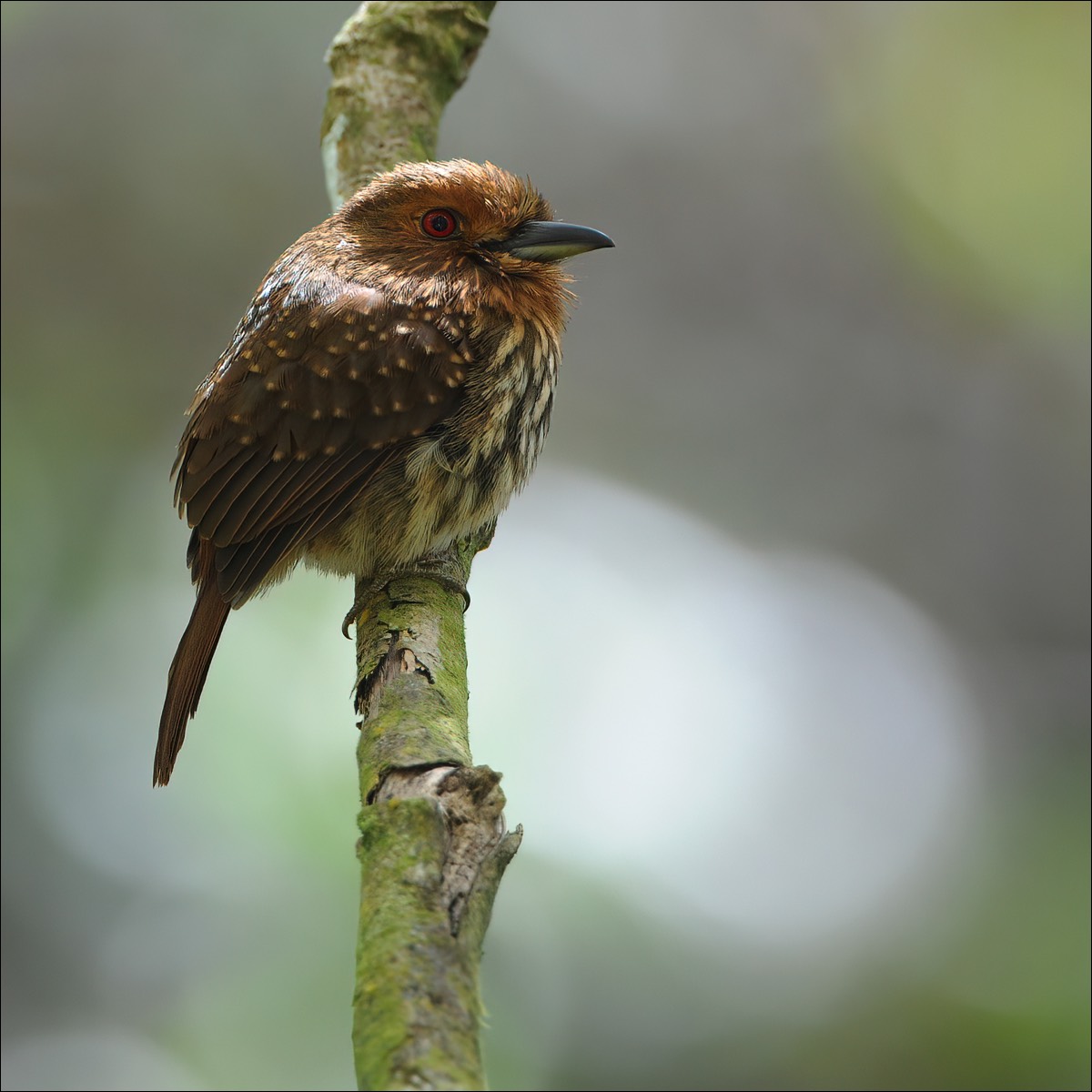 White-whiskered Puffbird (Witsnor-baardkoekoek)