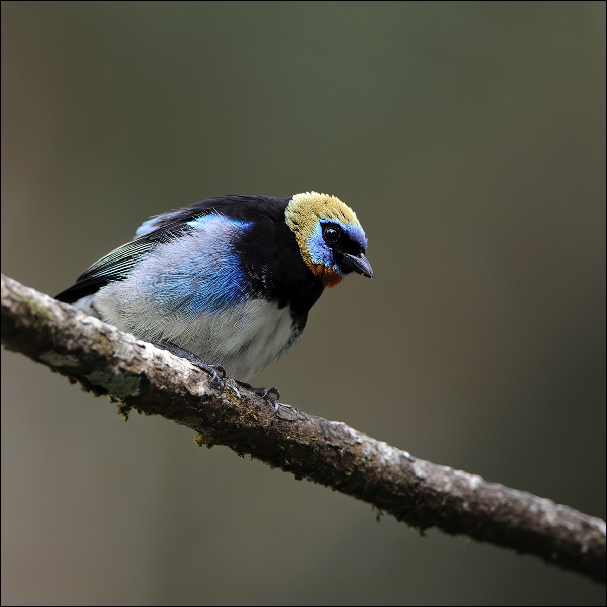 Golden-hooded Tanager (Purpermasker-tangare)