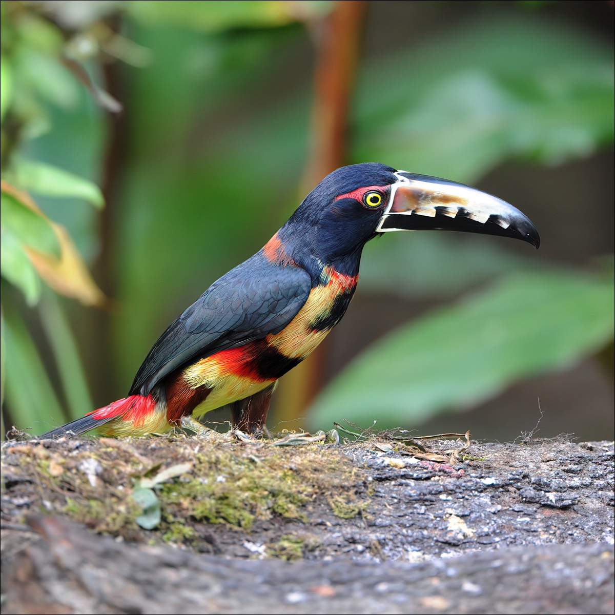 Collared Aracari (Halsband-arassari)