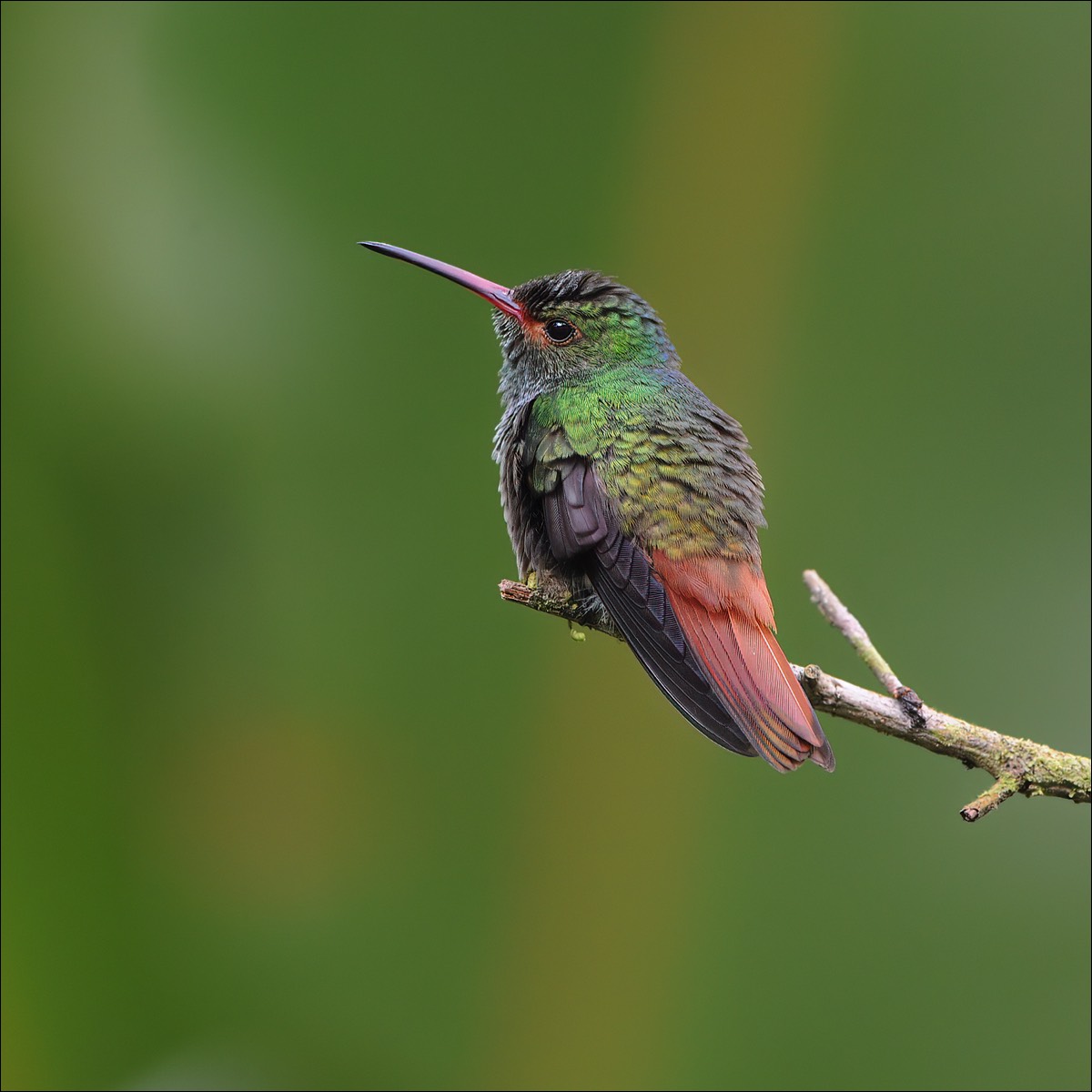 Rufous-tailed Hummingbird (Roodstaartamazilia