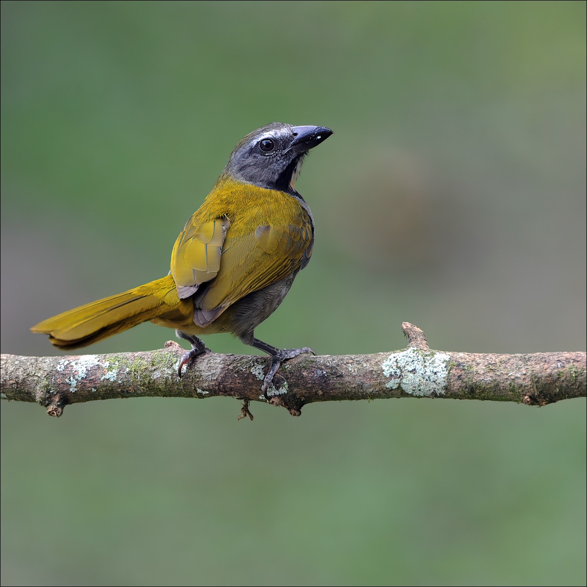 Buff-throated Saltator (Bontkeelsaaltator)