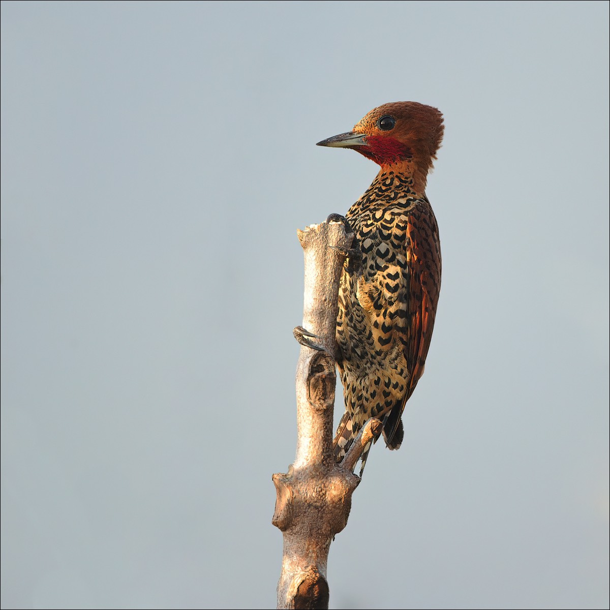 Cinnamon Woodpecker (Roodkeelspecht)