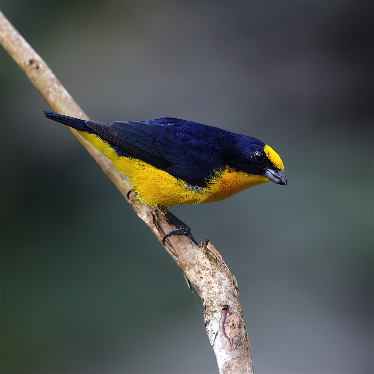 Thick-billed Euphonia 