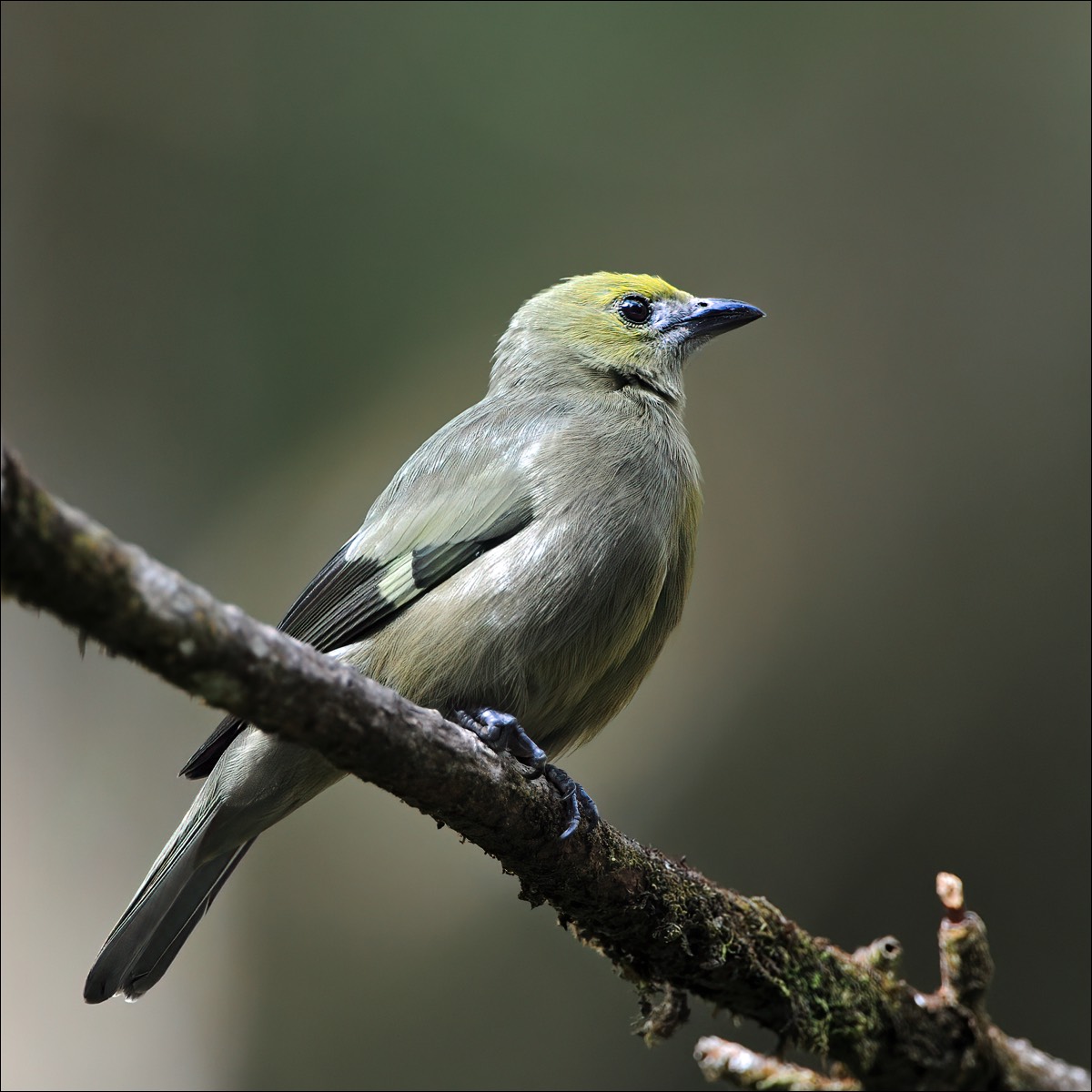 Palm Tanager (Palmtangare)