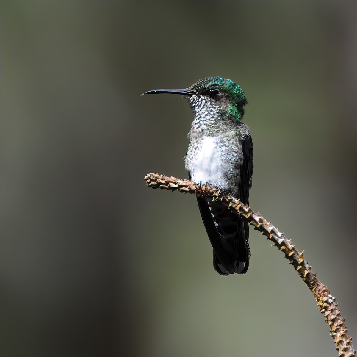 Violet-crowned Woodnymph (Kroonbosnimf)