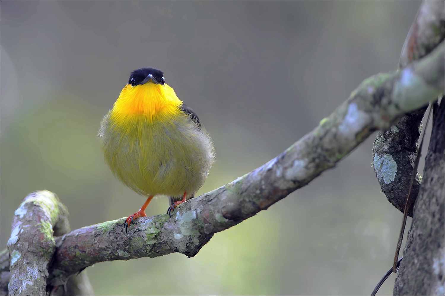 Golden-collared Manakin (Goulds Manakin)