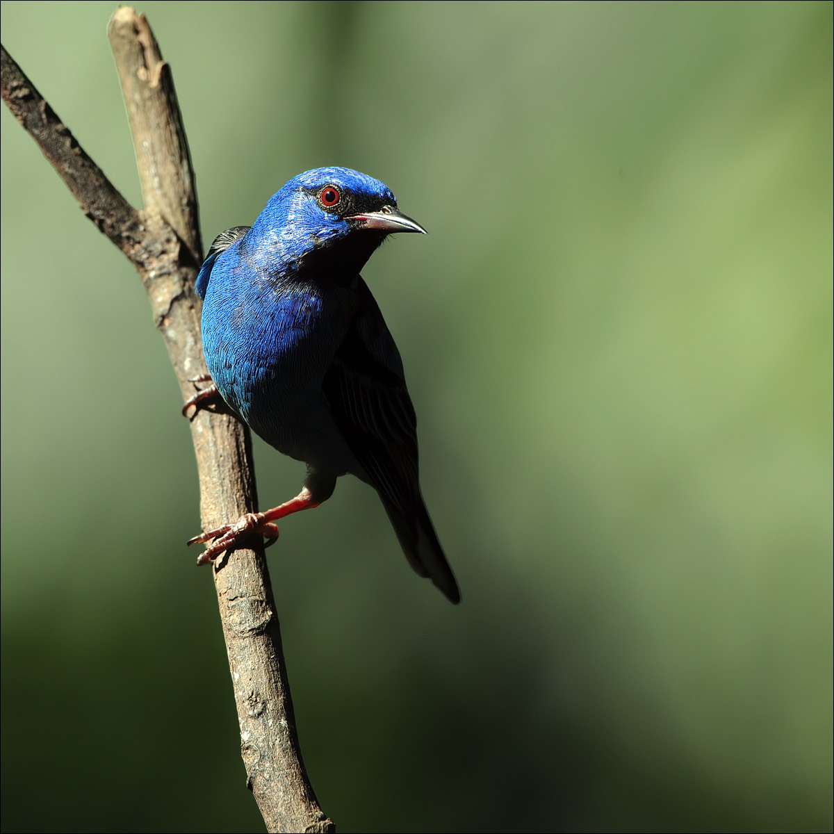 Blue Dacnis (Blauwe Pitpit)