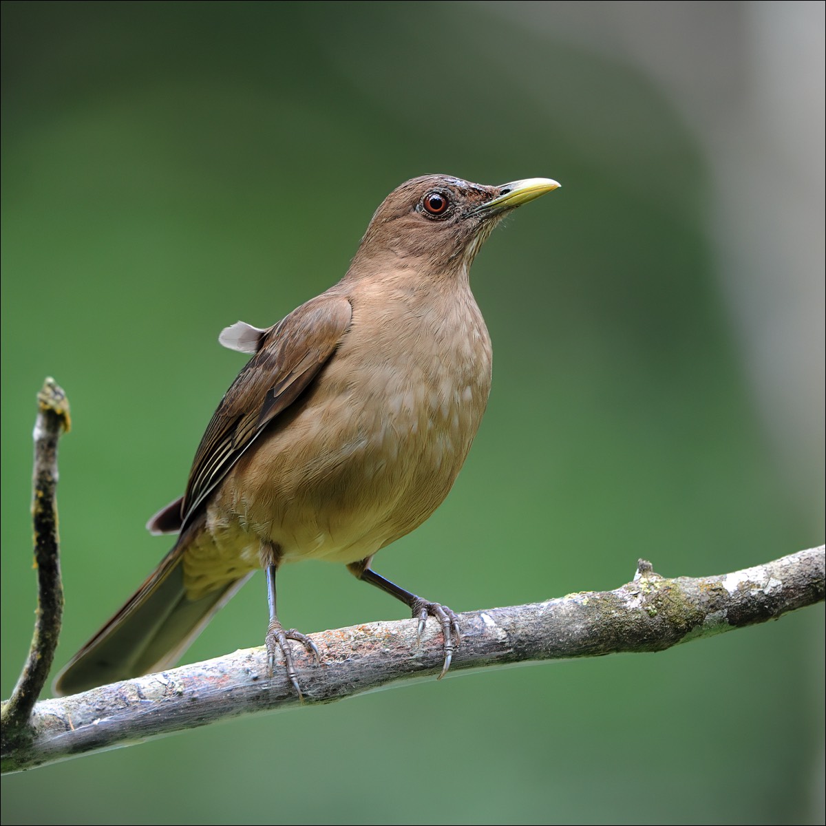 Clay-collared Thrush (Gray-lijster)