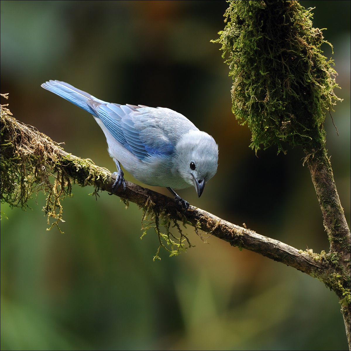 Blue-grey Tanager (Bisschops-tangare)