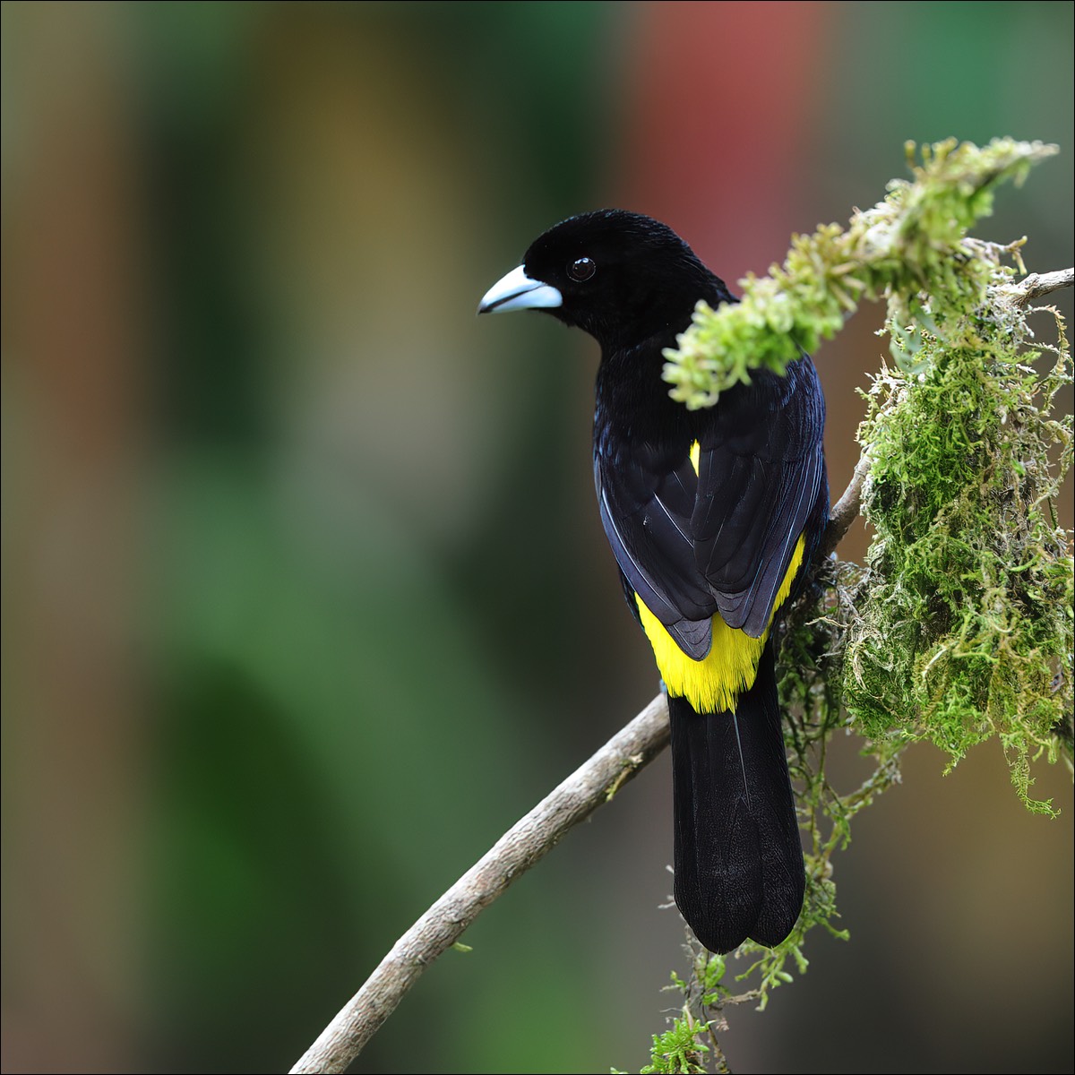 Flame-rumped Tanager (Vuurrug-tangare)