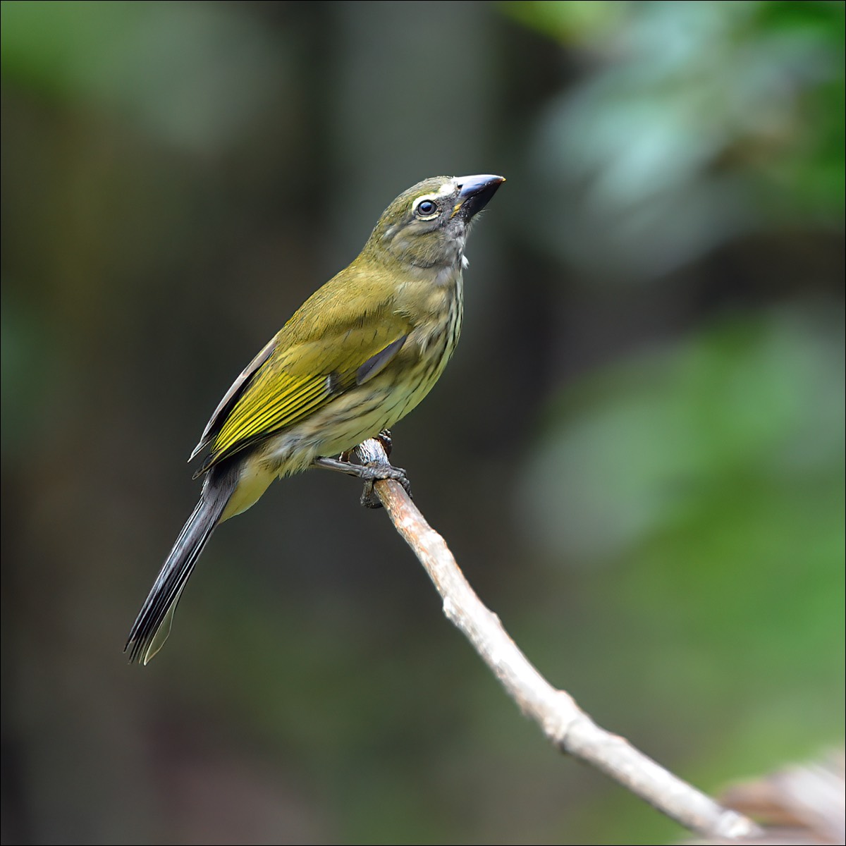 Streaked Saltator (Gestreepte Saltator)