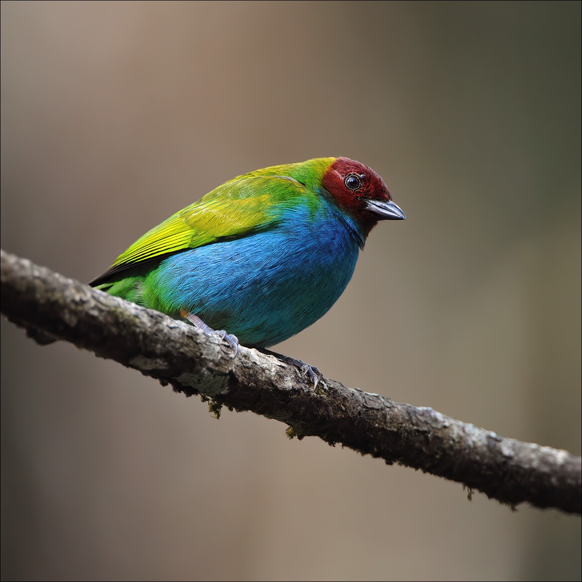 Bay-headed Tanager (Okerkap-tangare)