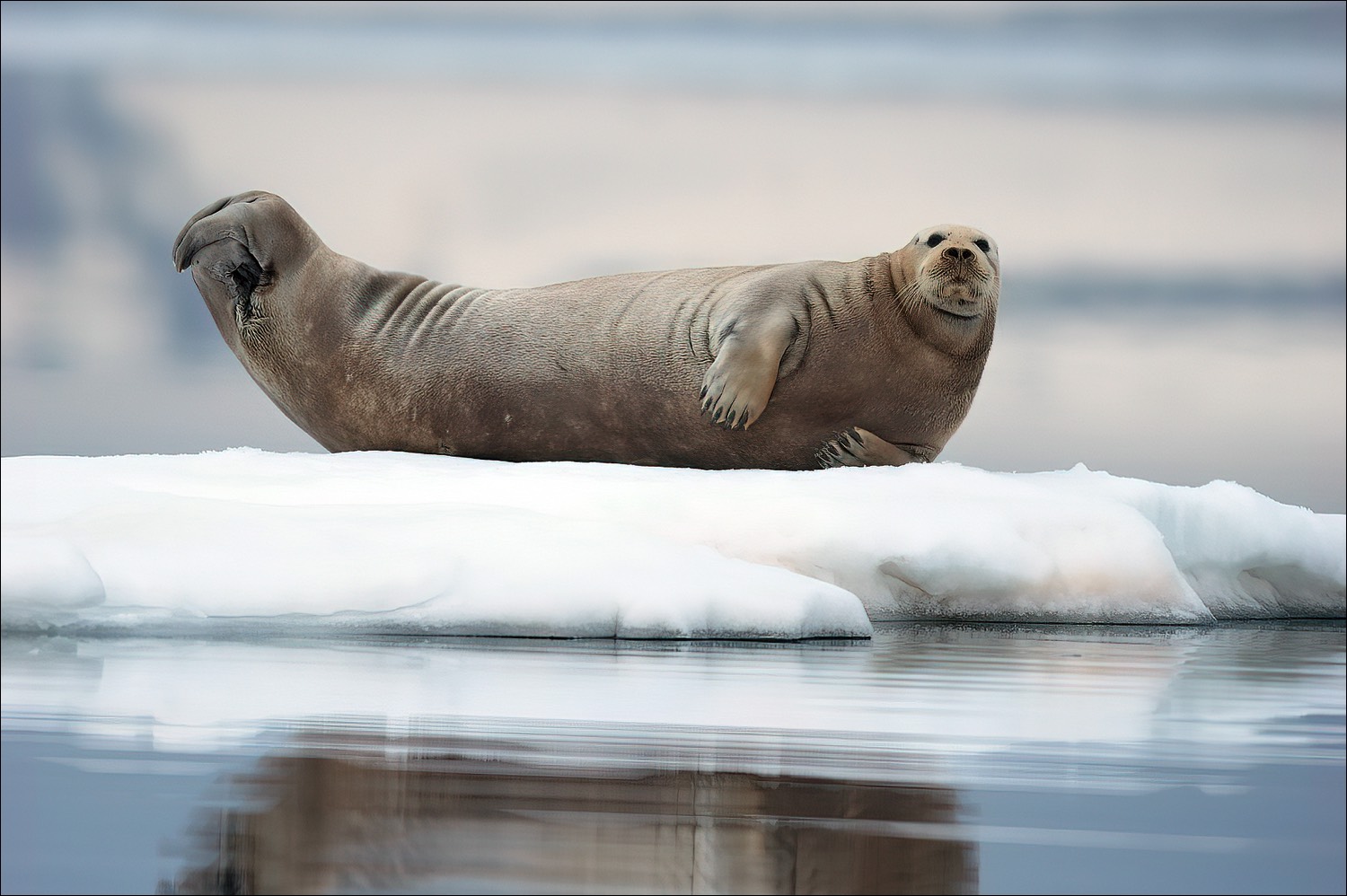 Bearded Seal (Baardrob)