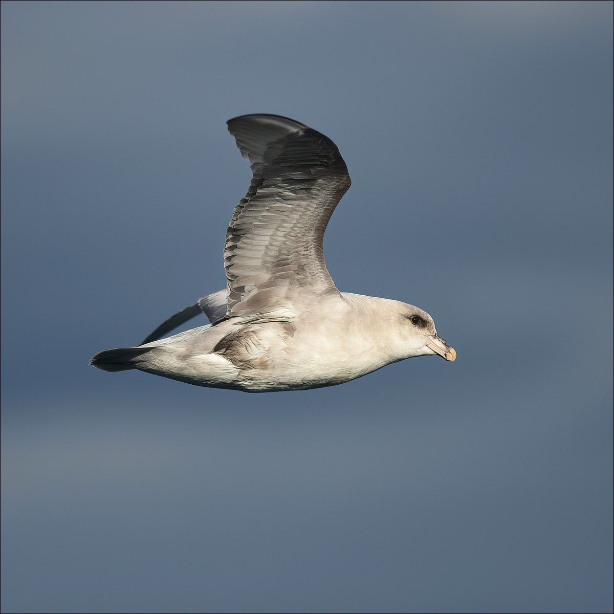 Fulmar (Noordse Stormvogel)