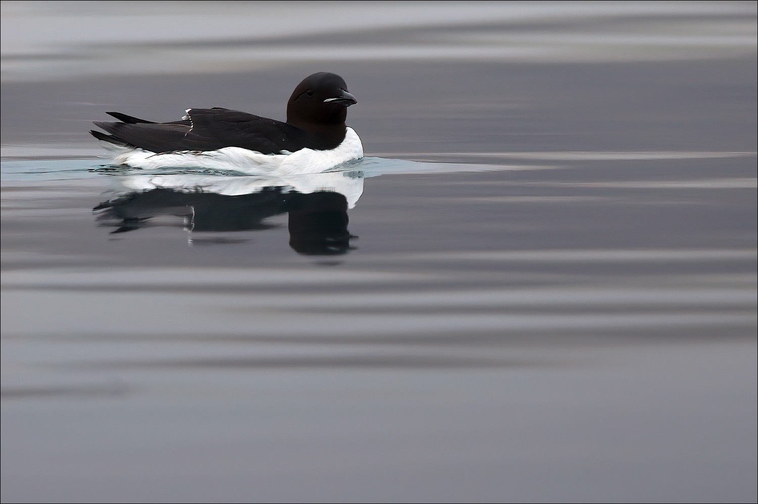 Brünnichs Guillemoit (Kortbekzeekoet)