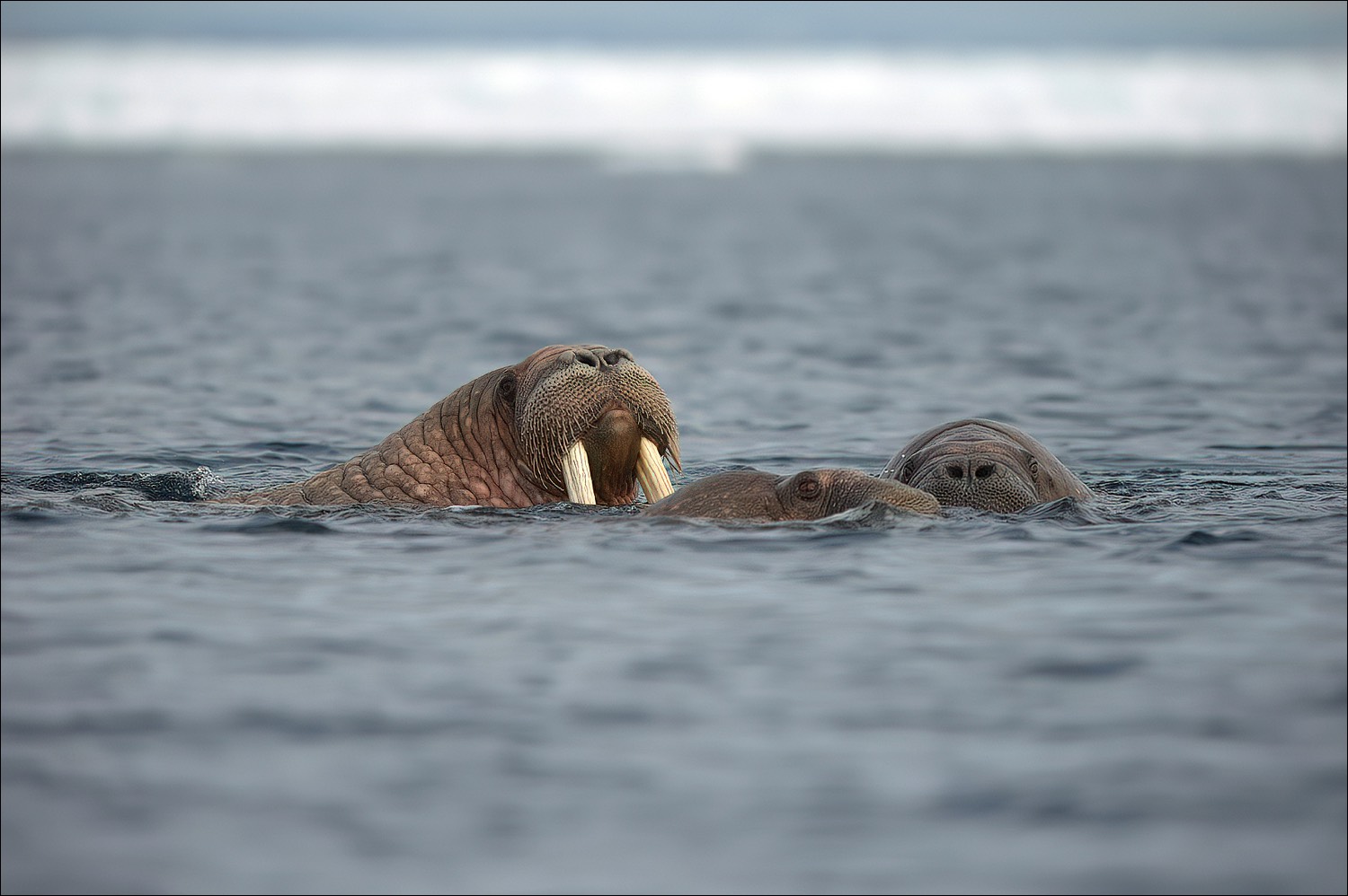 Walrus (Walrus)