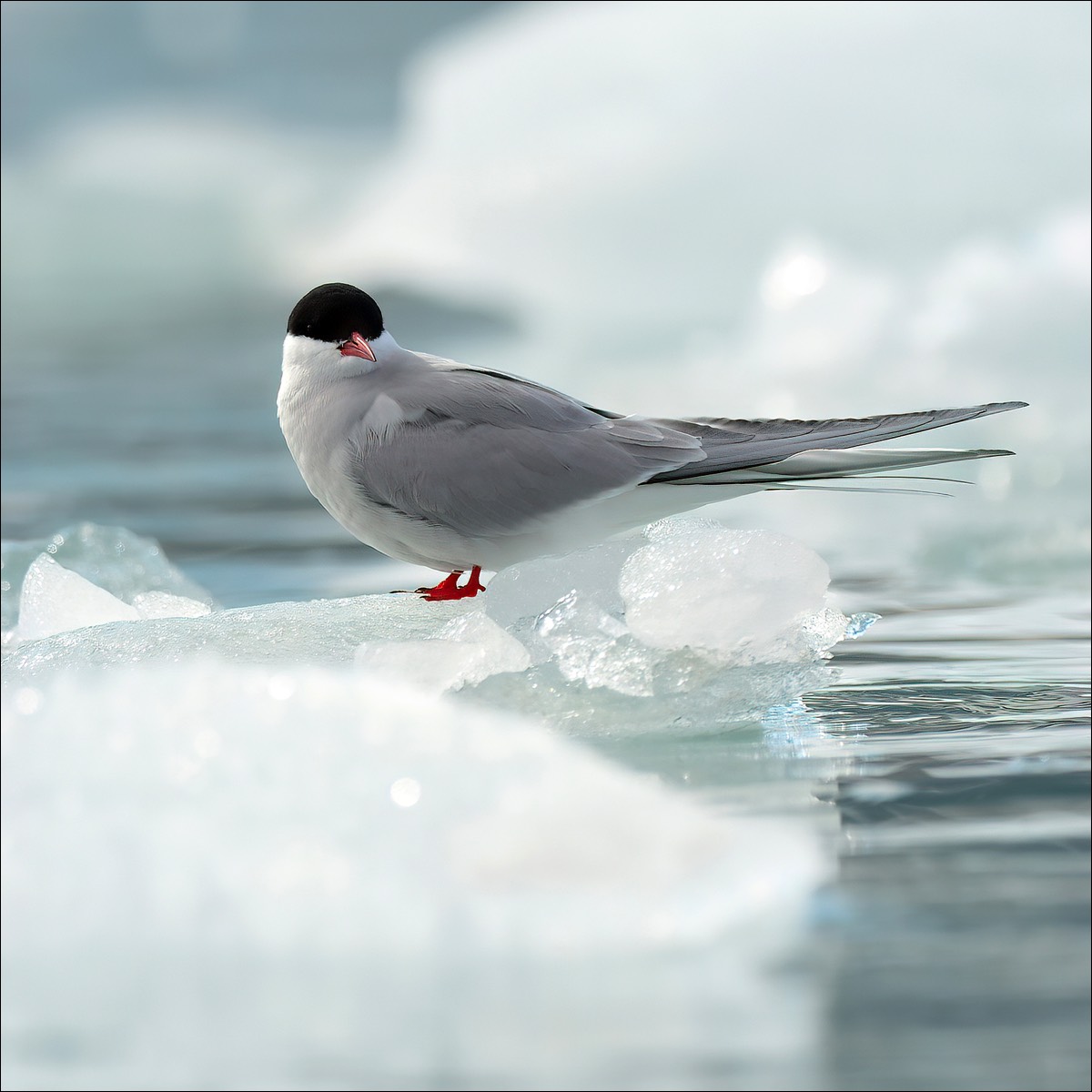 Arctic Tern (Noordse Stern)