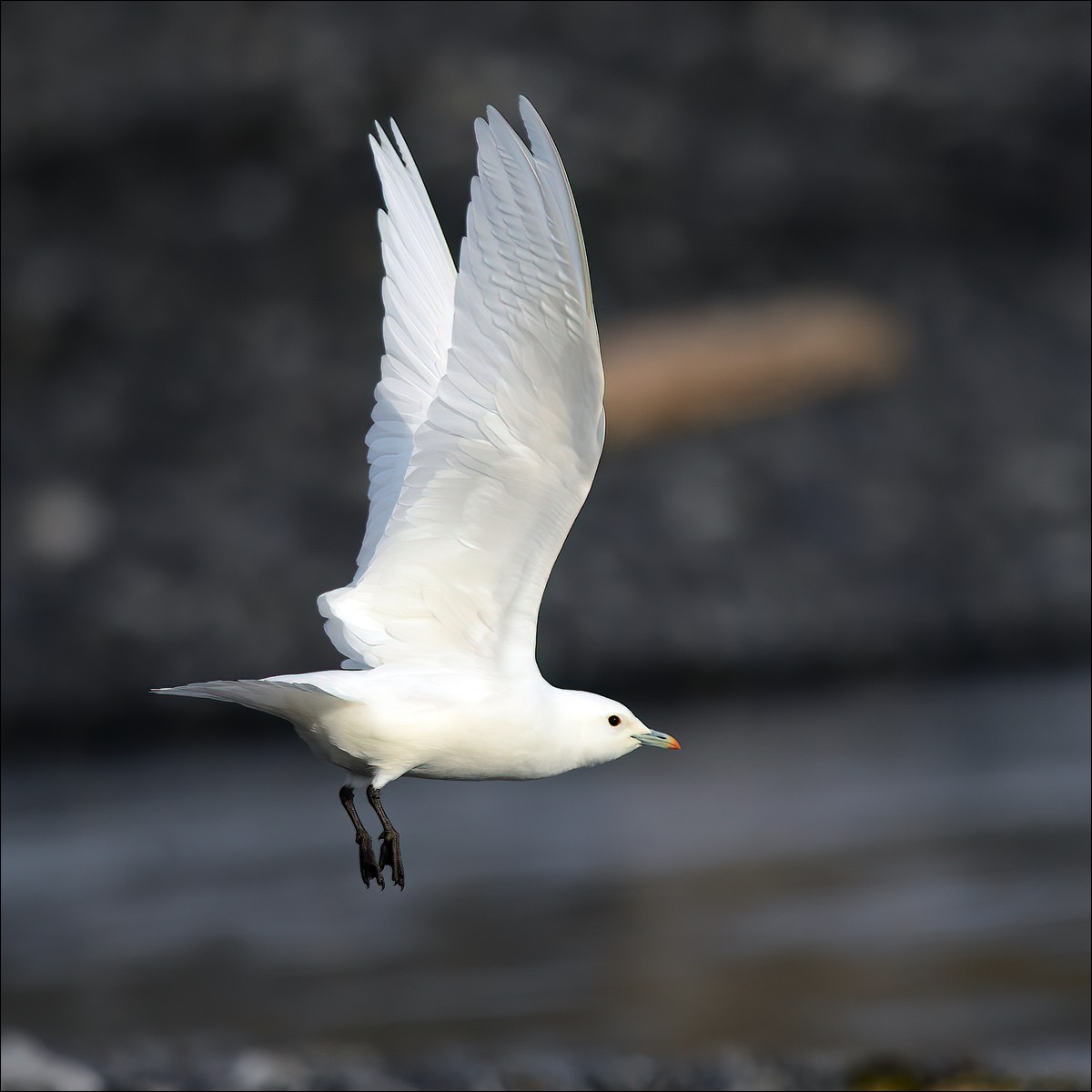 Ivory Gull (Ivoormeeuw)