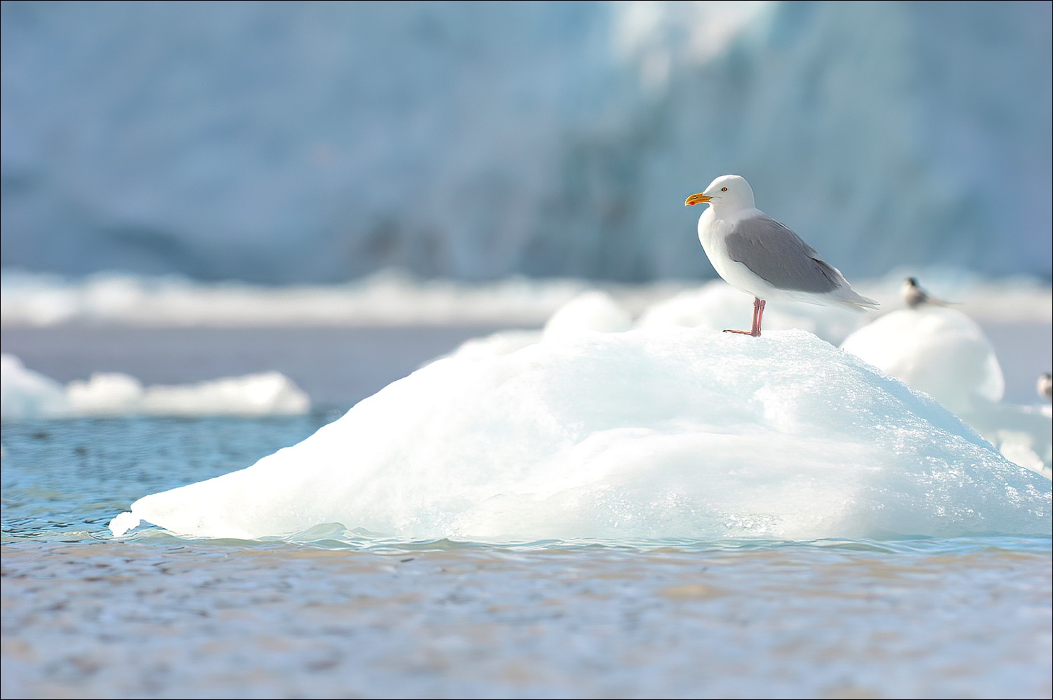 Glaucos Gull (Grote Burgemeester)