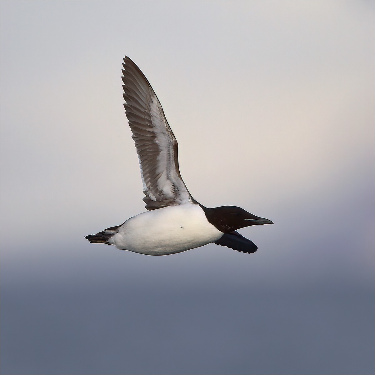 Brünnichs Guillemoit (Kortbekzeekoet)