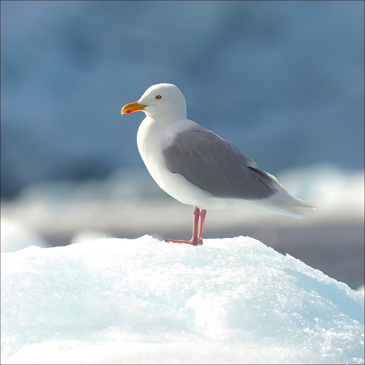 Glaucos Gull (Grote Burgemeester)