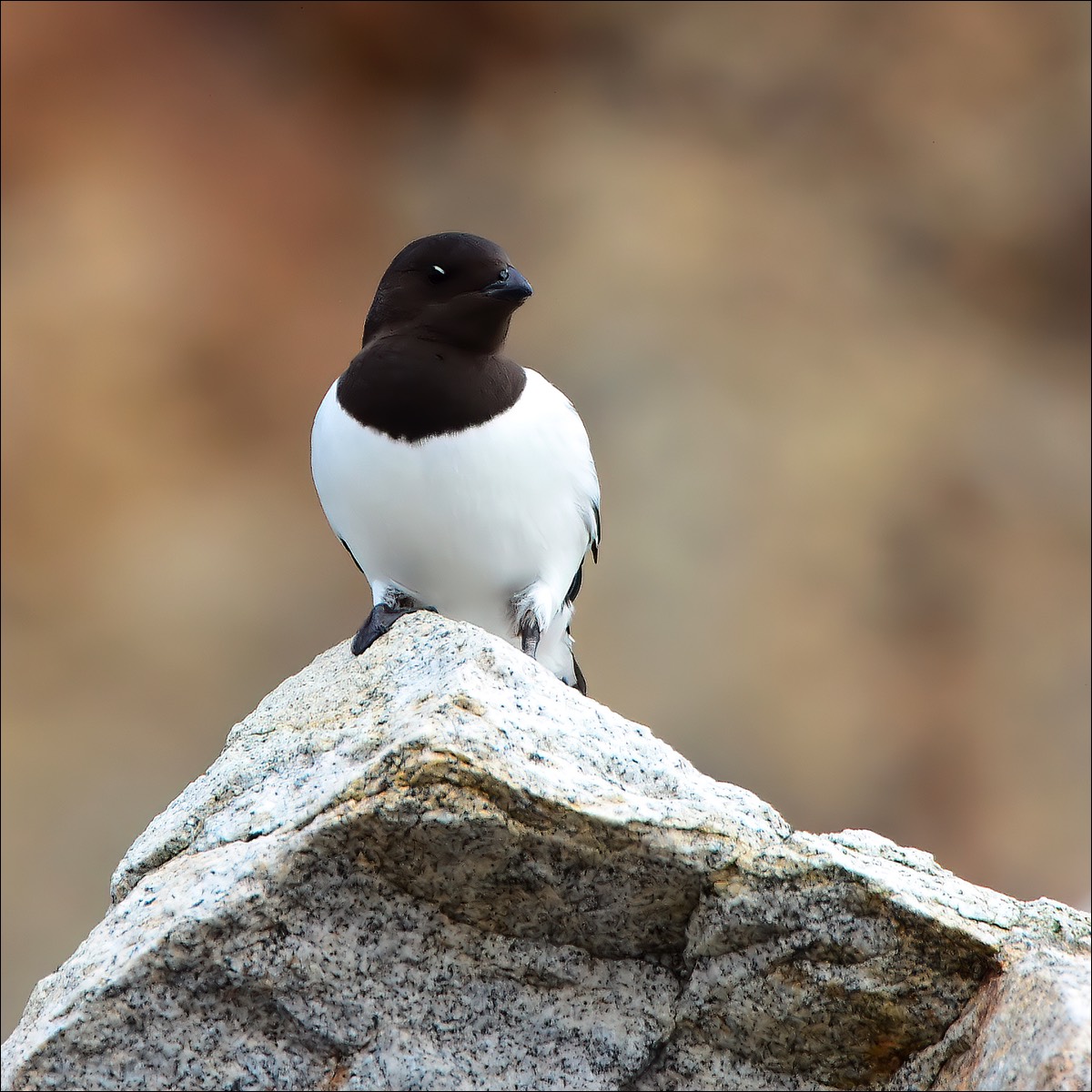 Little Auk (Kleine Alk)