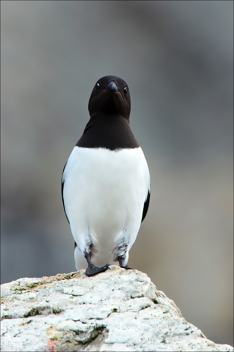 Little Auk (Kleine Alk)