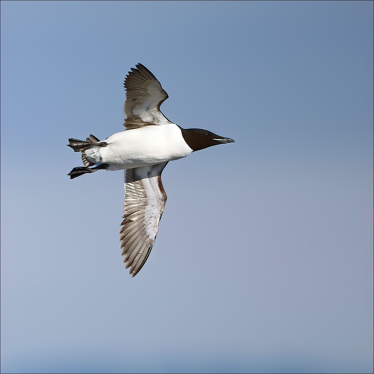 Brünnichs Guillemoit (Kortbekzeekoet)