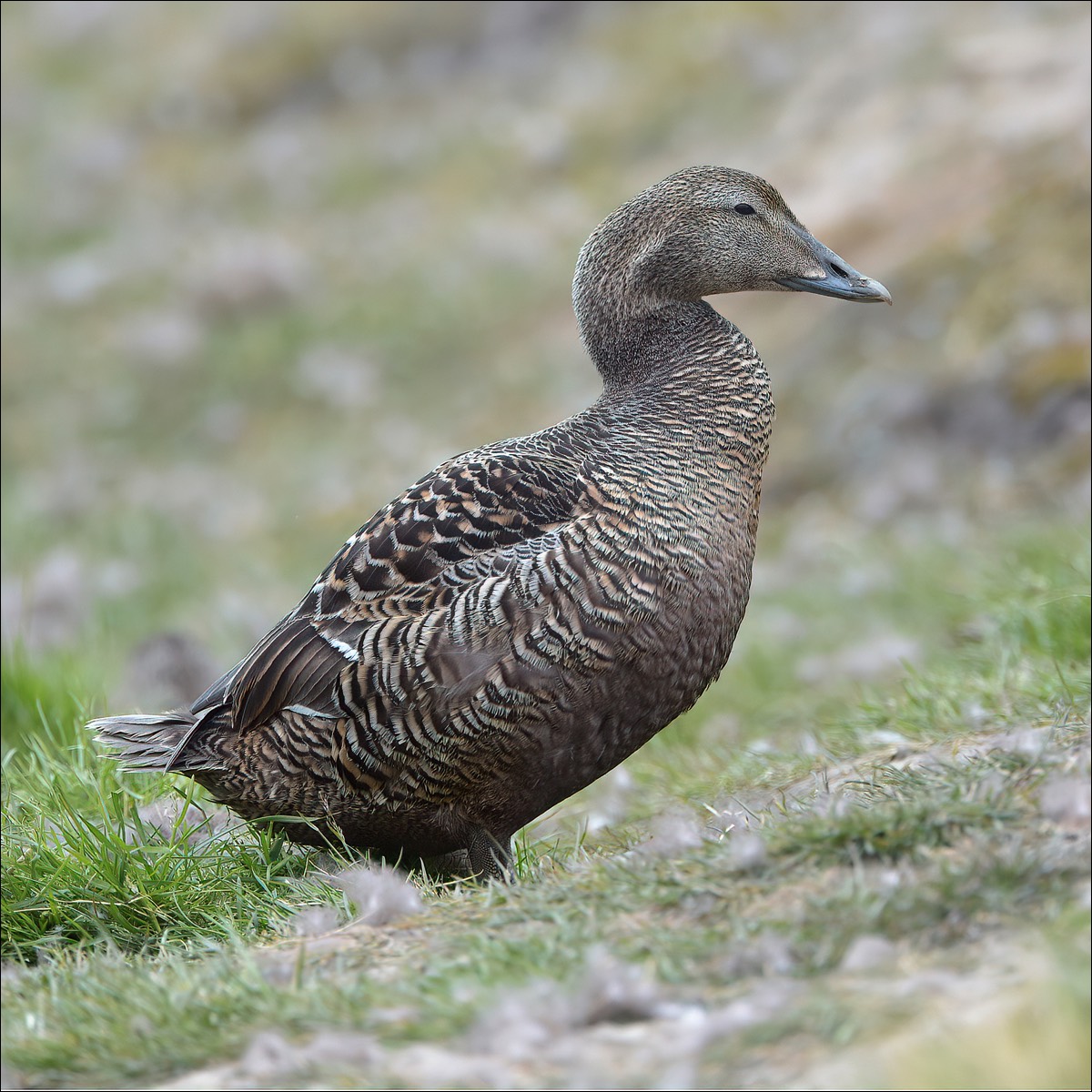 Common Eider (Eidereend)