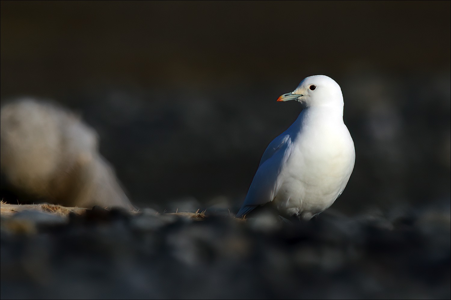 Ivory Gull (Ivoormeeuw)